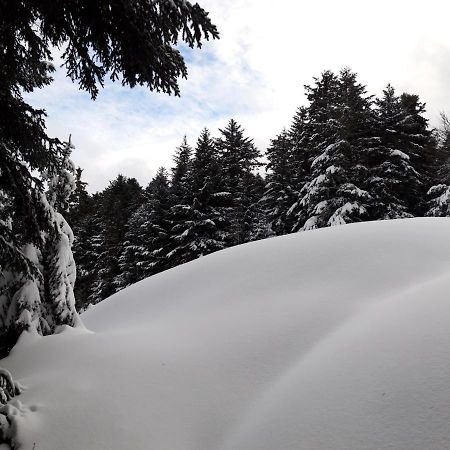 Pyrenees - Le Nid D'Ax Lejlighed Ax-les-Thermes Eksteriør billede